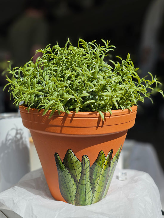 Cache-pot 6 po en terre cuite plante