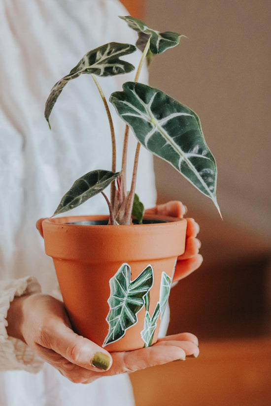 Cache-pot 4 po en terre cuite plante Alocasia