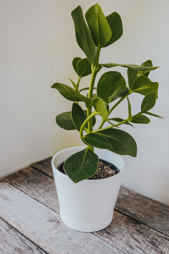 Cache-pot blanc design plante eucalyptus
