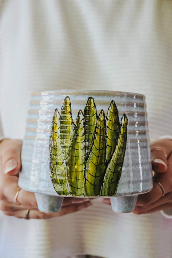 Cache-pot design plante Sanseveria