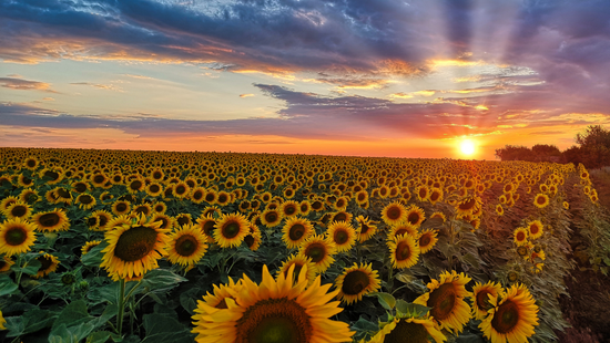 À la découverte des champs de tournesols