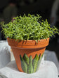 Small pink terracotta planter design