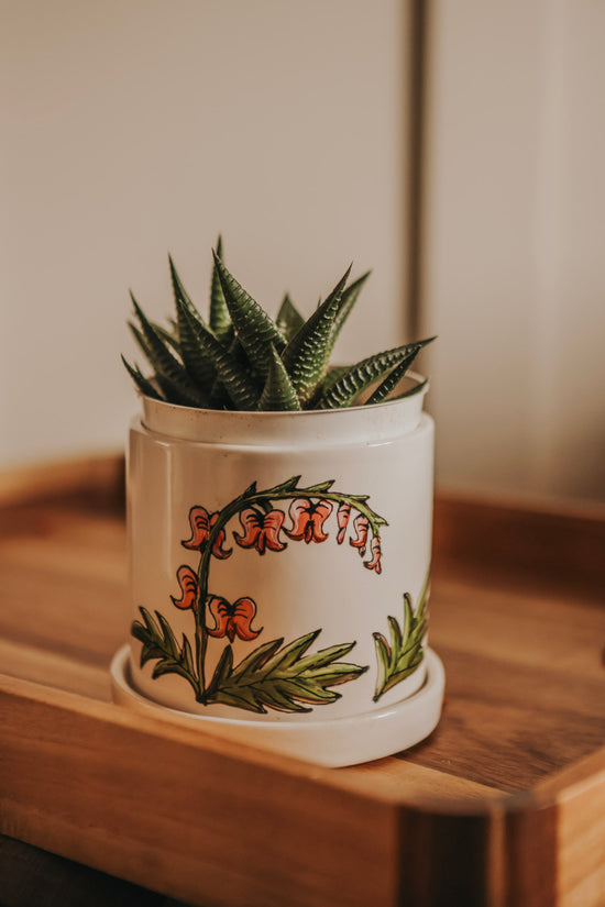 Plant pot with integrated saucer 4 in bleeding heart plant