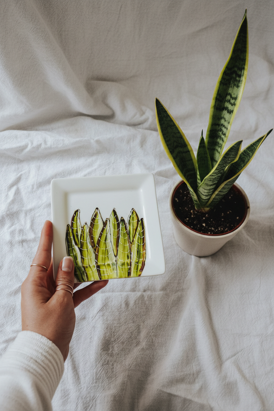 Assiette plante Sanseveria