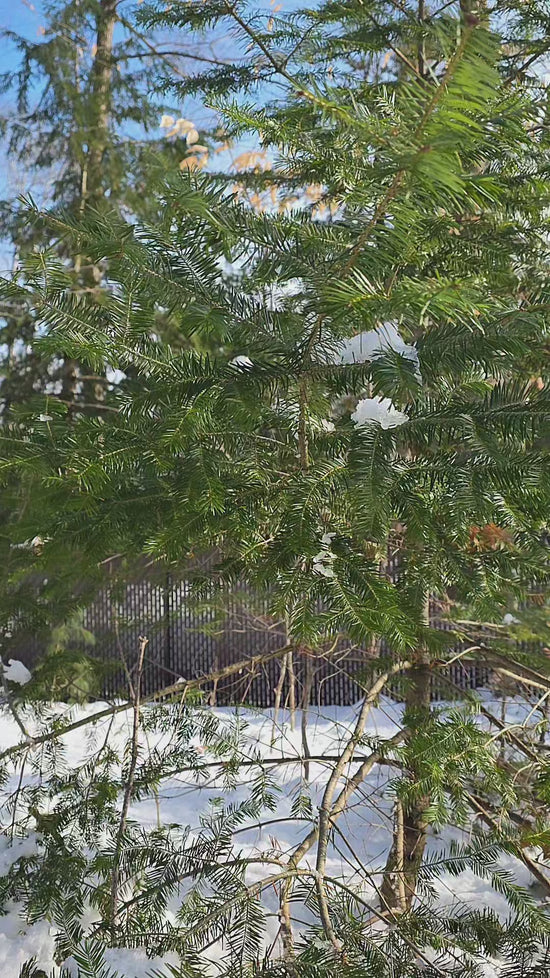 Duo de verres sans pied couple oiseaux cardinal