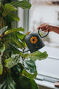 Arrosoir en métal noir design botanique tournesol