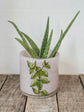 4" basil design pink glass plant pot