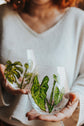 Carafe d'eau en verre design plante monstera