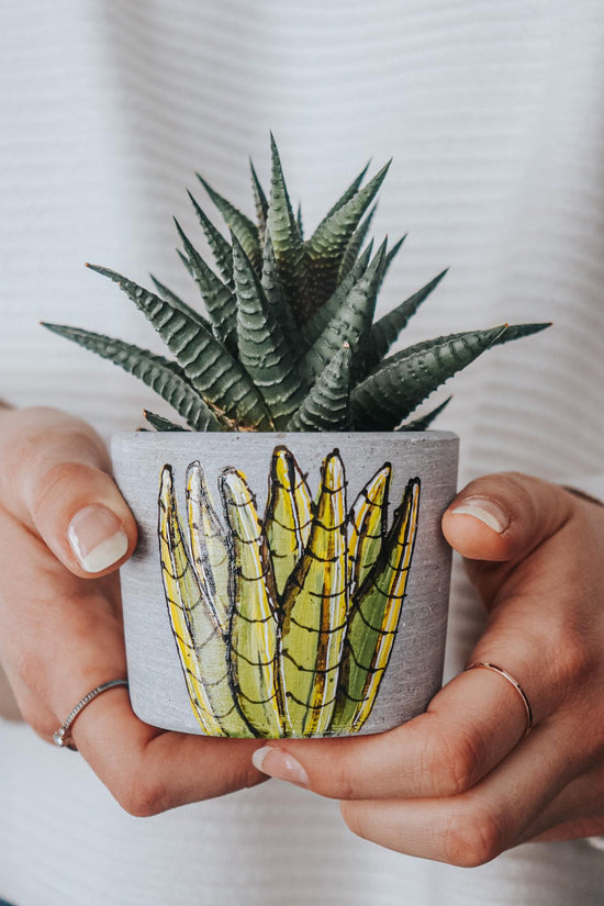 Petit cache-pot plante