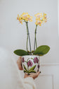 Cache-pot 5 po fleur orchidée mauve Pero