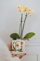 Cache-pot 4 po avec soucoupe fleur orchidée jaune