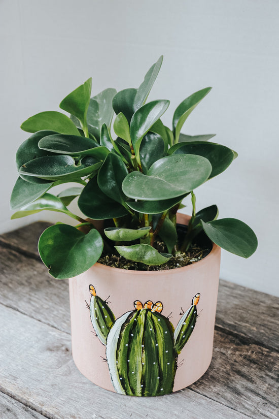Small pink terracotta planter design