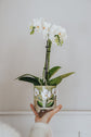Cache-pot fleur orchidée blanche