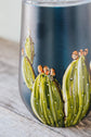 Verre isolant cactus